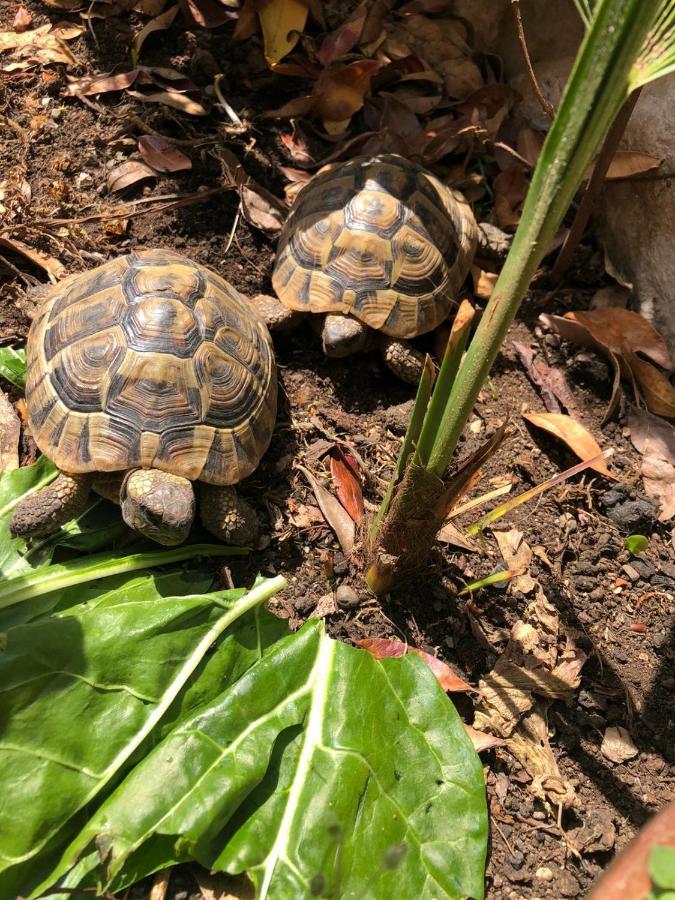 크리크베니카 Tortoise 아파트 외부 사진